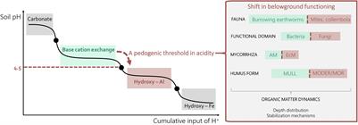 Pedogenic Threshold in Acidity Explains Context-Dependent Tree Species Effects on Soil Carbon